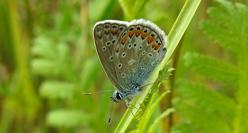 Modraszek ikar (Polyommatus icarus)