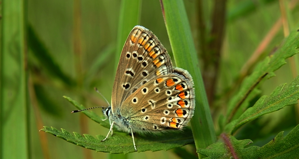 Modraszek ikar (Polyommatus icarus)