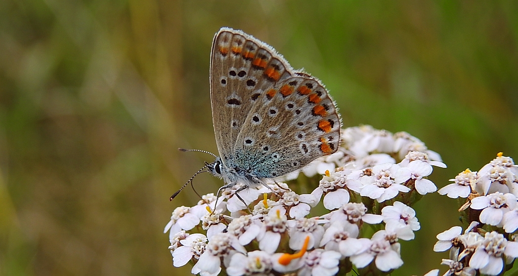 Modraszek ikar (Polyommatus icarus)