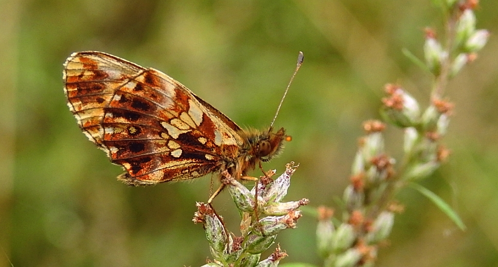Dostojka dia (Boloria dia)