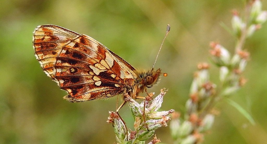 Dostojka dia (Boloria dia)