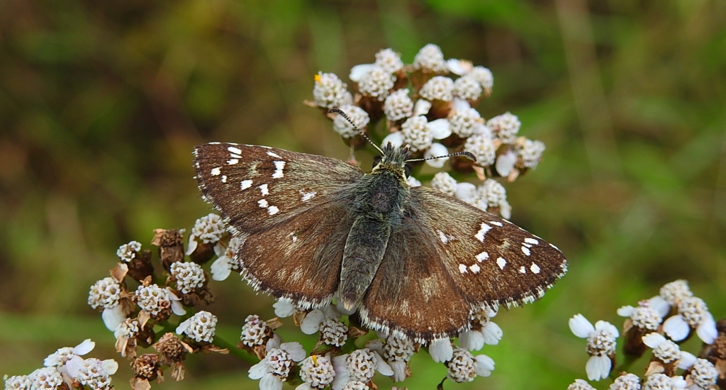 Powszelatek chabrowiec (Pyrgus carthami)
