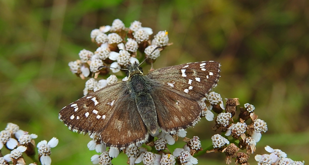 Powszelatek chabrowiec (Pyrgus carthami)