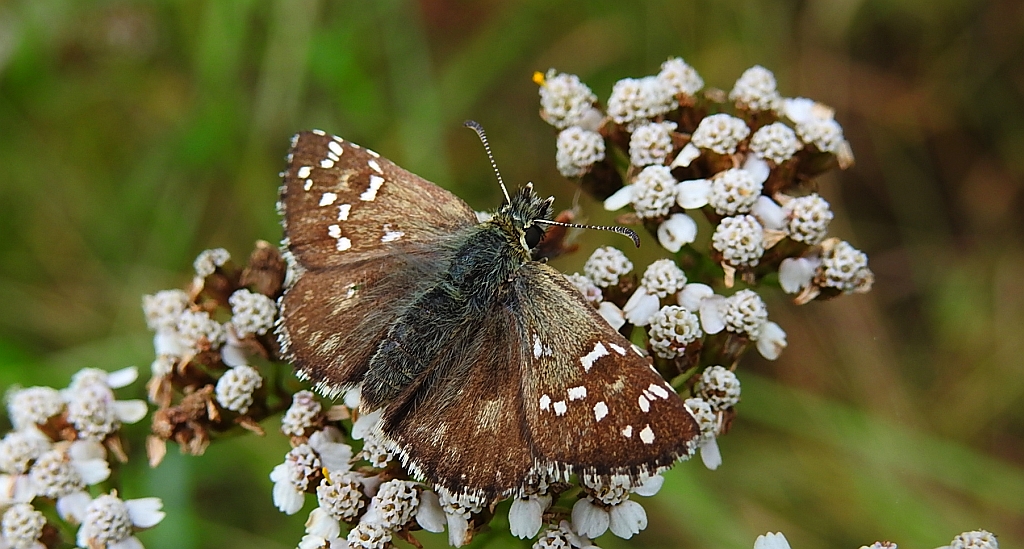 Powszelatek chabrowiec (Pyrgus carthami)