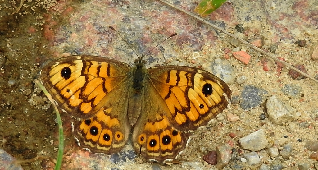 Osadnik megera (Lasiommata megera)