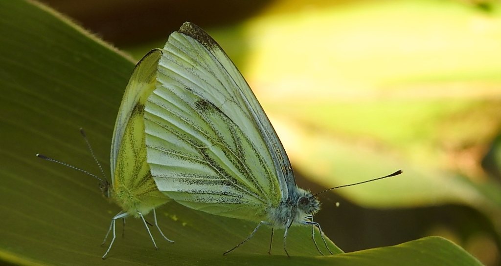 Bielinek bytomkowiec (Pieris napi)