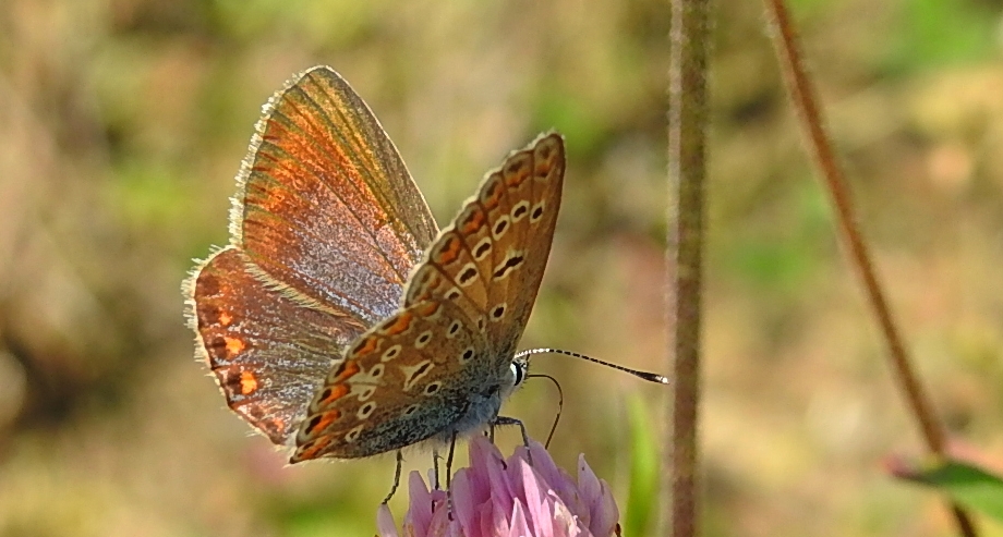 Modraszek ikar (Polyommatus icarus)