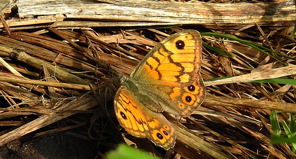 Osadnik megera (Lasiommata megera)