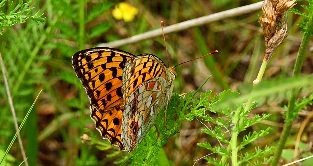 Dostojka adype, perłowiec adype, (Argynnis adippe)