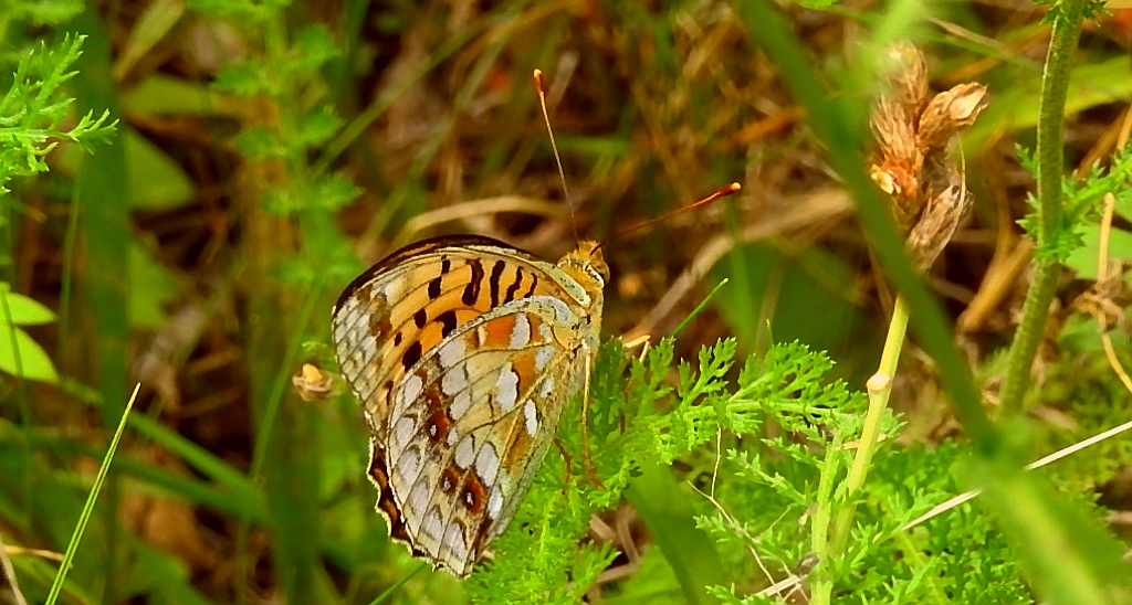 Dostojka adype, perłowiec adype, (Argynnis adippe)