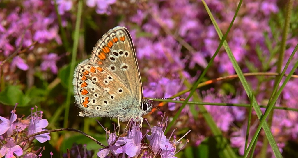 Modraszek artakserkses (Aricia artaxerxes)