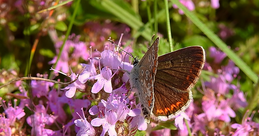 Modraszek artakserkses (Aricia artaxerxes)