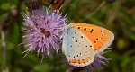 Czerwończyk nieparek, czerwończyk większy (Lycaena dispar)