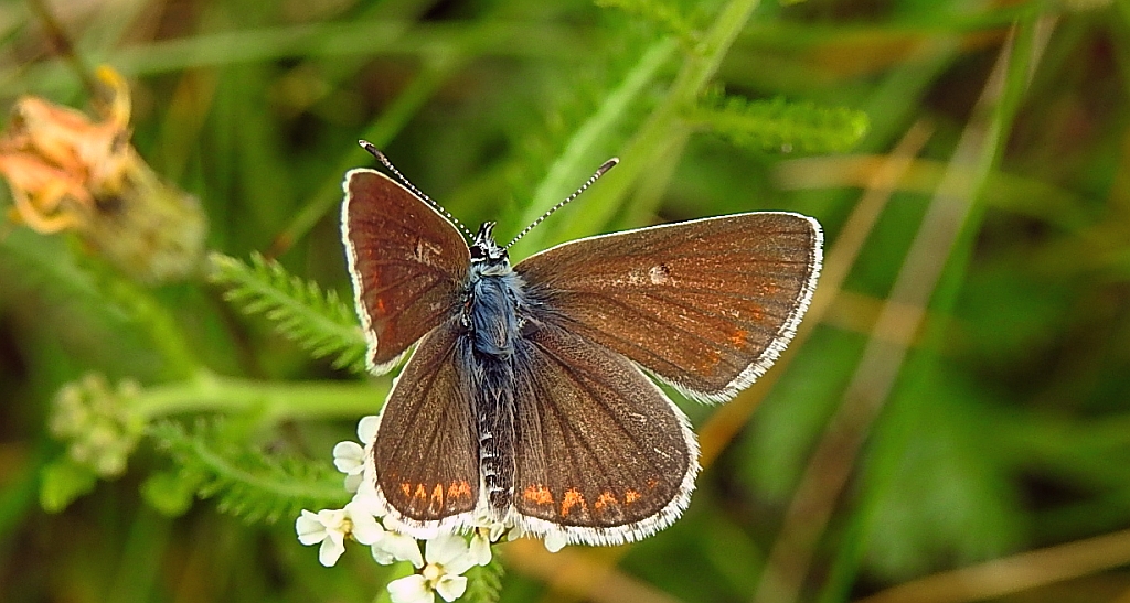 Modraszek artakserkses (Aricia artaxerxes)
