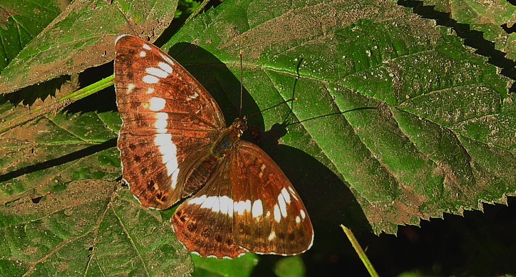 Pokłonnik kamilla, pokłonnik wróż (Limenitis camilla)
