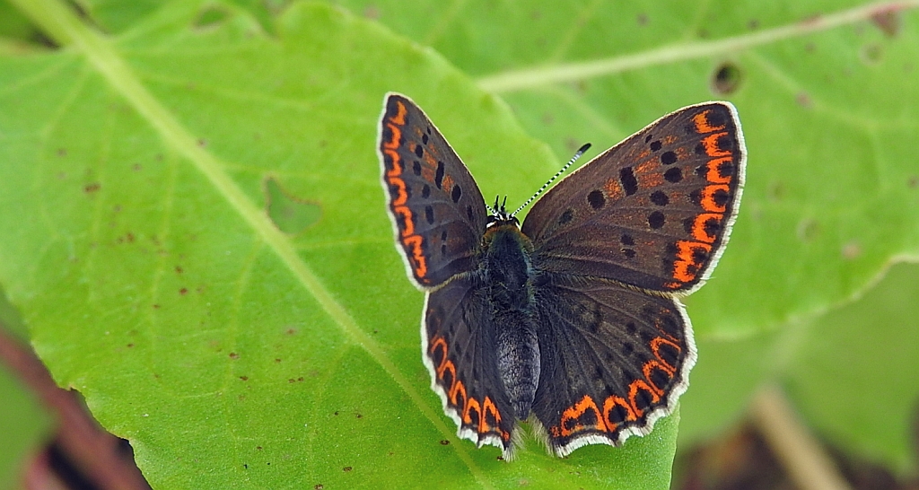 Czerwończyk fioletek (Lycaena helle)