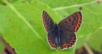 Czerwończyk fioletek (Lycaena helle)