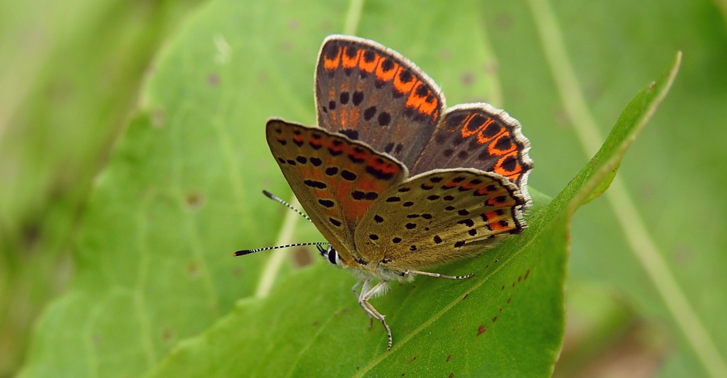 Czerwończyk fioletek (Lycaena helle)