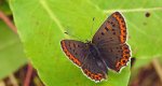 Czerwończyk fioletek (Lycaena helle)