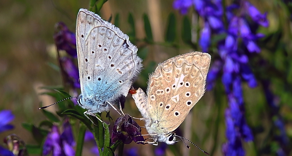 Modraszek dafnid (Polyommatus daphnis)