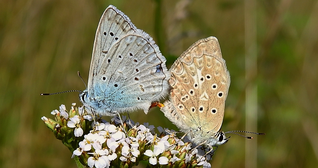 Modraszek dafnid (Polyommatus daphnis)