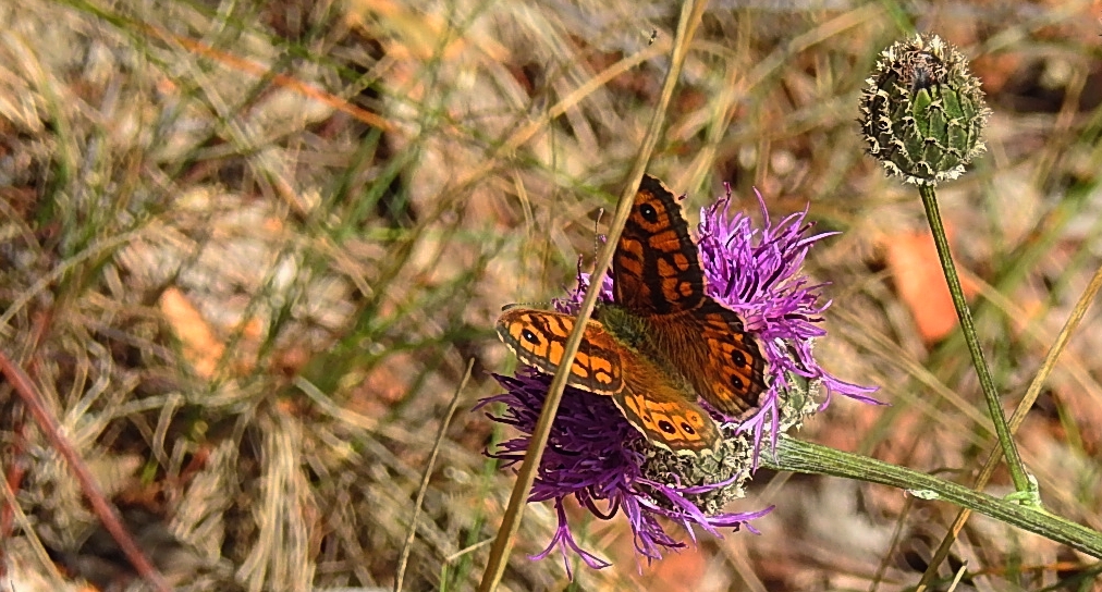 Osadnik megera (Lasiommata megera)