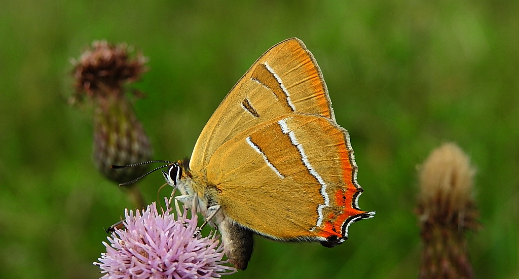 Pazik brzozowiec (Thecla betulae)