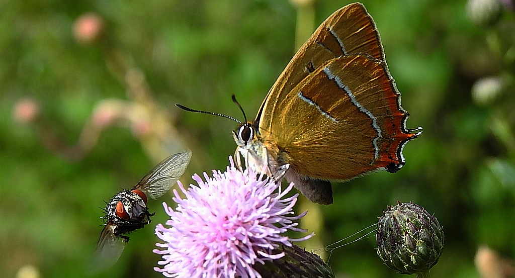 Pazik brzozowiec (Thecla betulae)