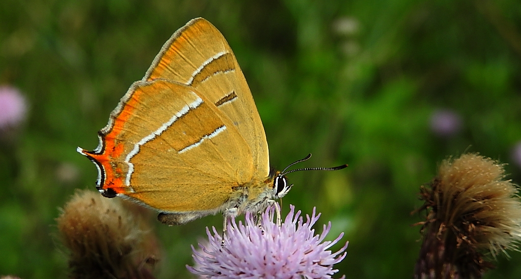 Pazik brzozowiec (Thecla betulae)