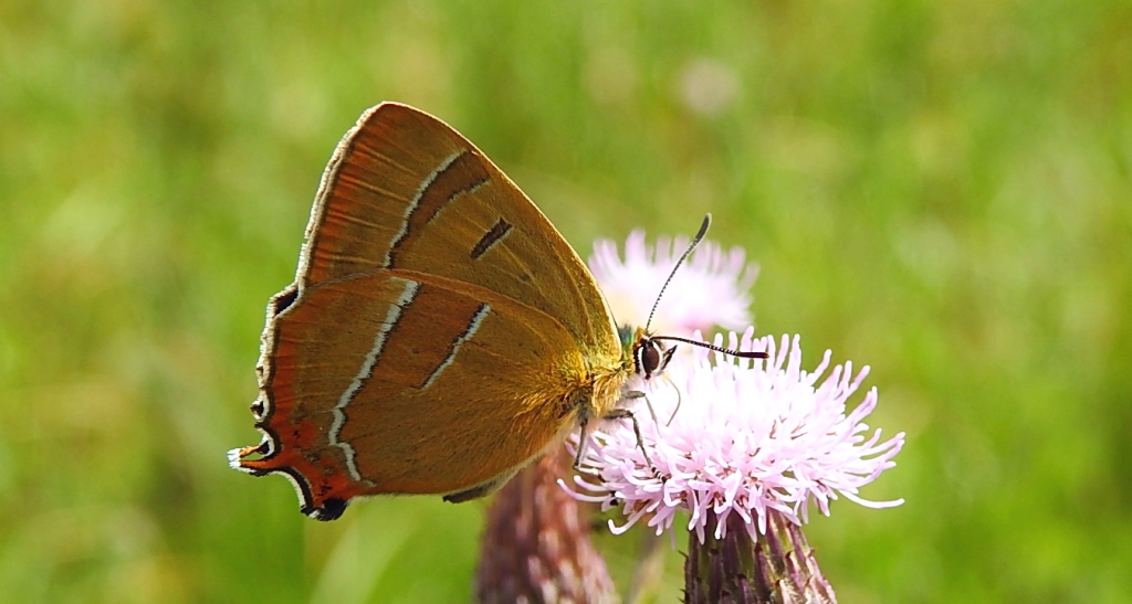 Pazik brzozowiec (Thecla betulae)