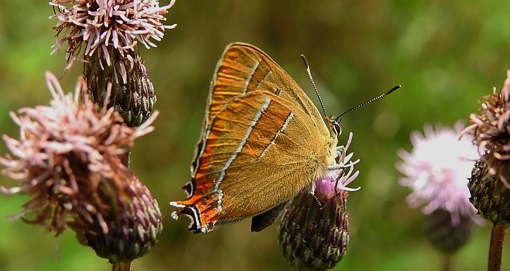 Pazik brzozowiec (Thecla betulae)