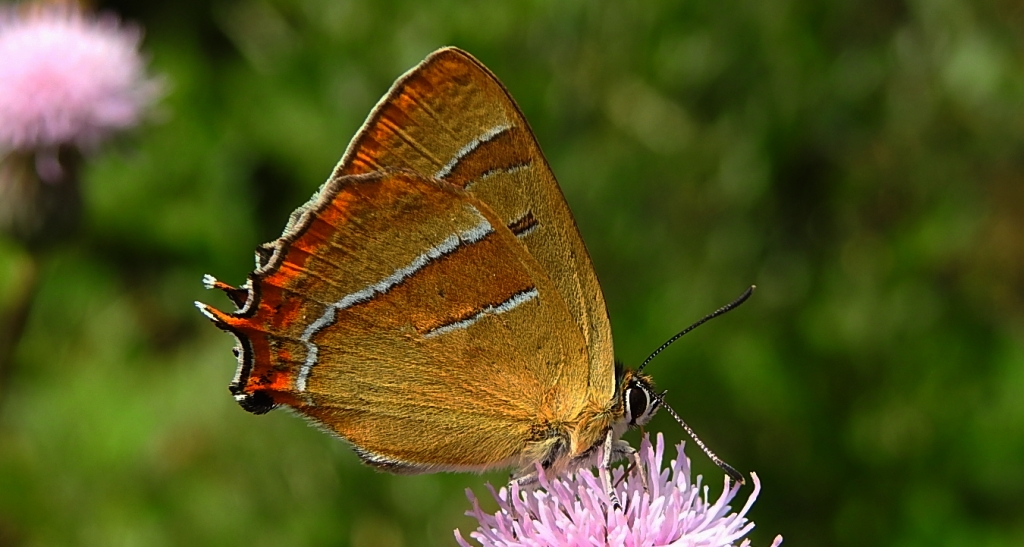 Pazik brzozowiec (Thecla betulae)