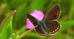 Modraszek agestis (Aricia agestis)