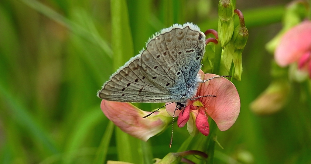 Modraszek dafnid (Polyommatus daphnis)