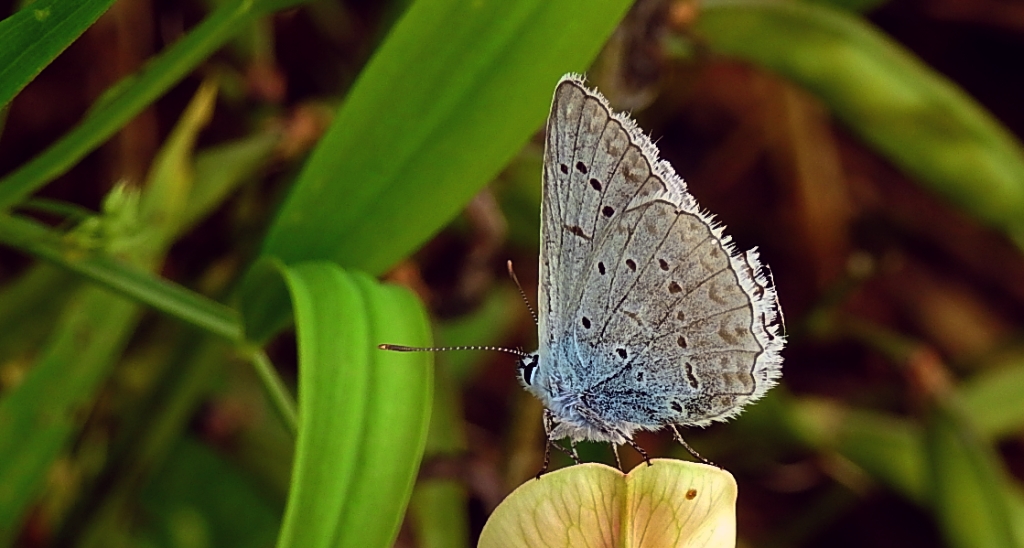Modraszek dafnid (Polyommatus daphnis)
