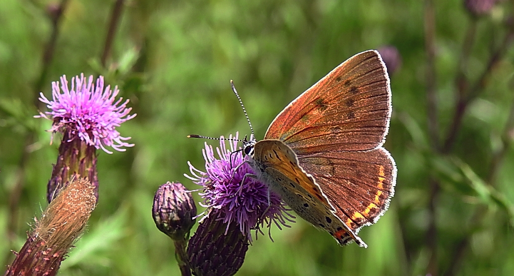 Czerwończyk fioletek (Lycaena helle)