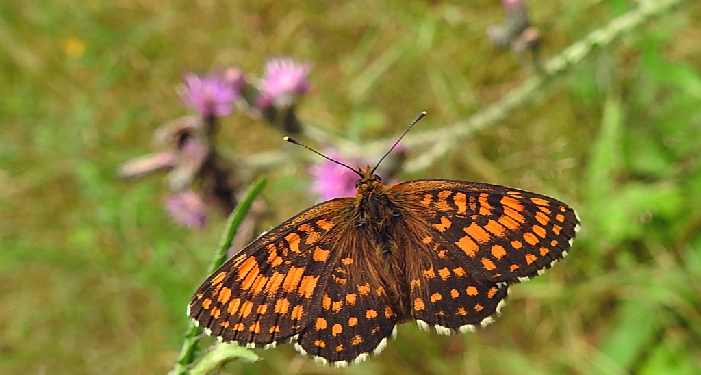 Przeplatka britomartis (Melitaea britomartis)