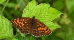 Przeplatka britomartis (Melitaea britomartis)