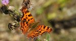 Rusałka ceik (Polygonia c-album L.)