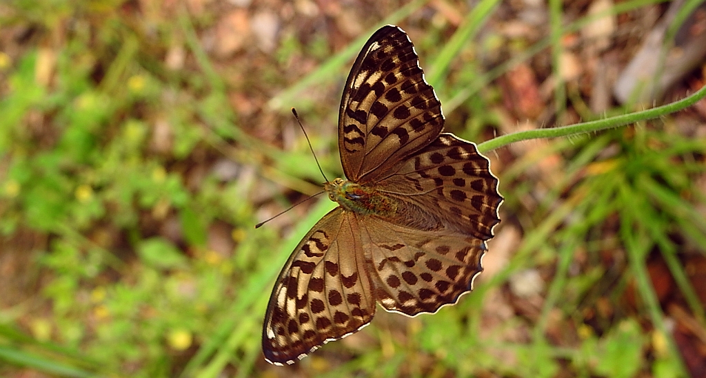 Dostojka malinowiec, perłowiec malinowiec (Argynnis paphia)