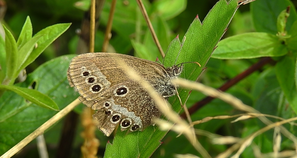 Strzępotek edypus (Coenonympha oedippus)