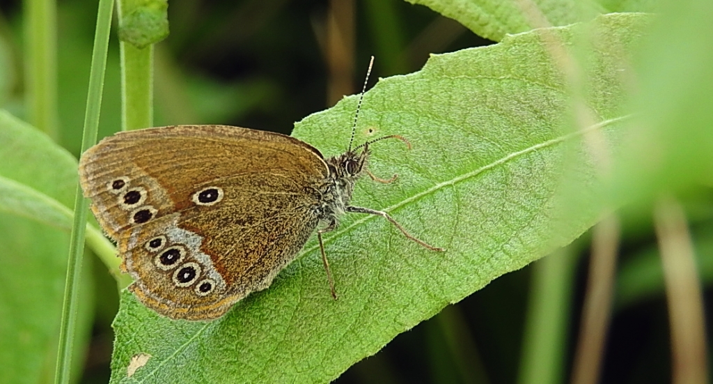 Strzępotek edypus (Coenonympha oedippus)
