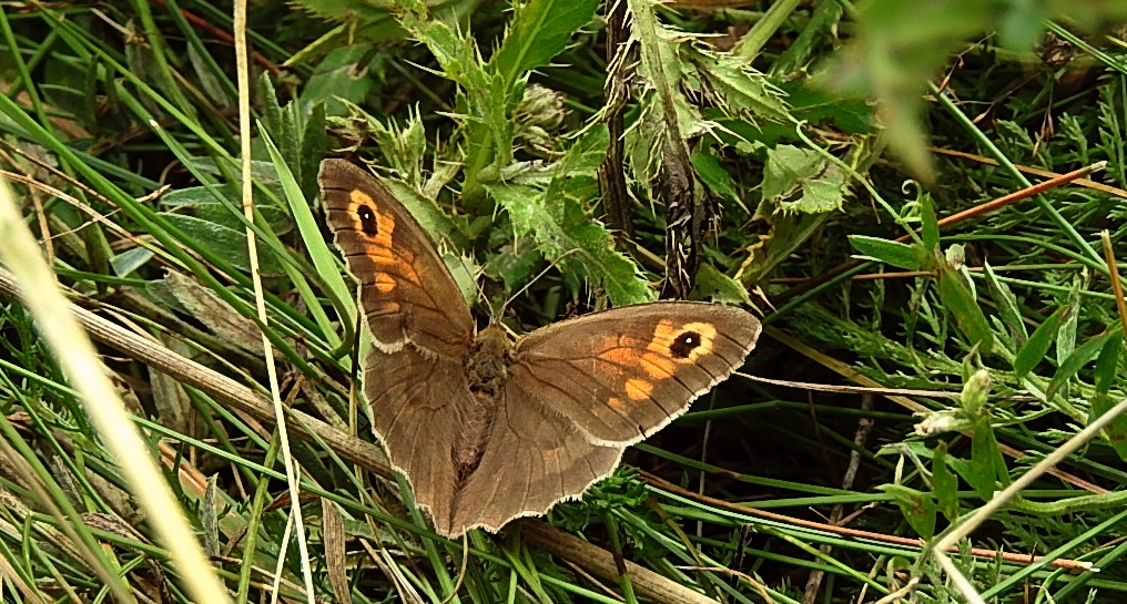Przestrojnik jurtina (Maniola jurtina)