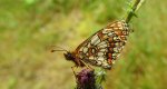 Przeplatka britomartis (Melitaea britomartis)
