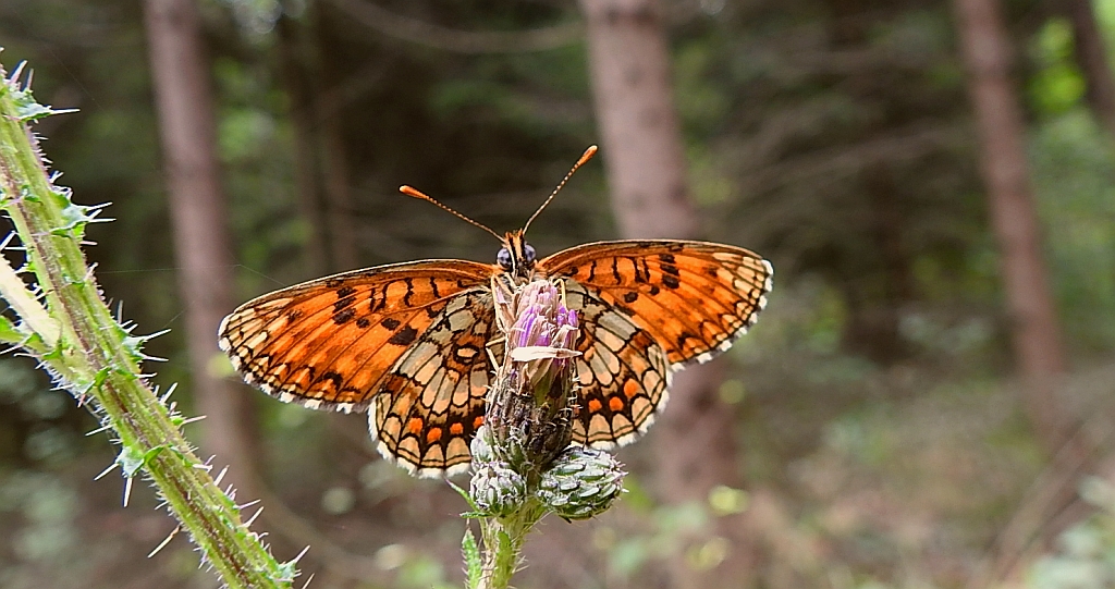 Przeplatka britomartis (Melitaea britomartis)