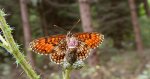 Przeplatka britomartis (Melitaea britomartis)