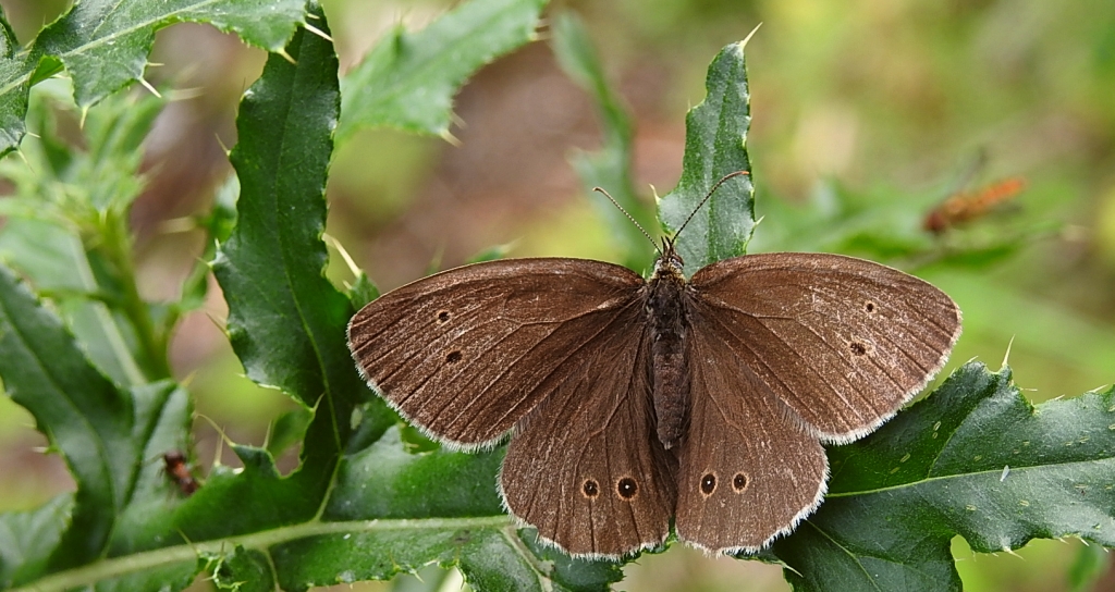Przestrojnik trawnik (Aphantopus hyperantus)