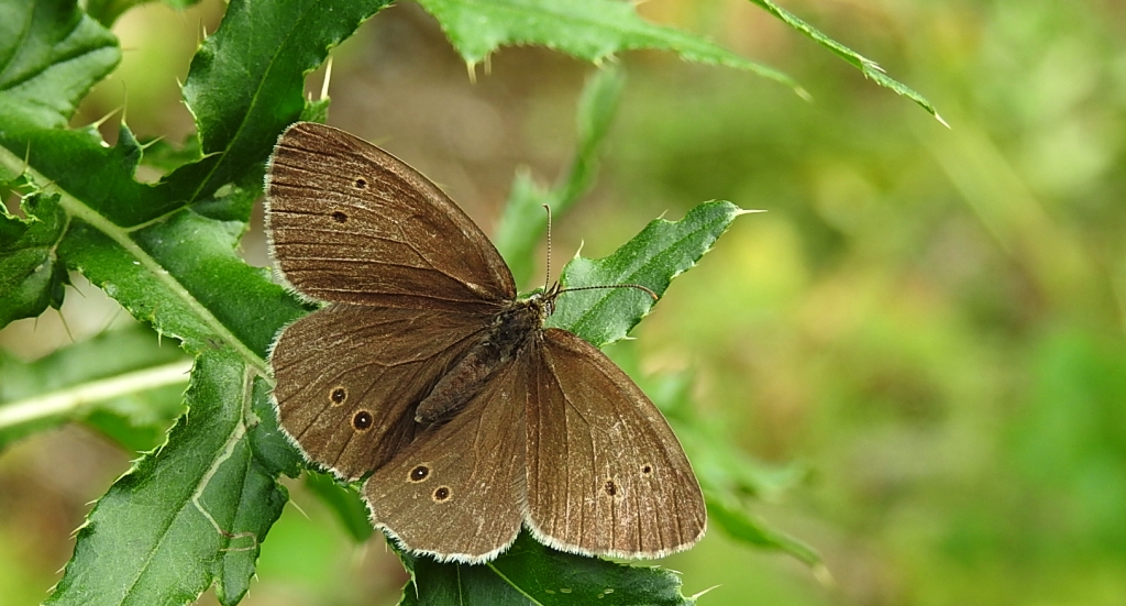 Przestrojnik trawnik (Aphantopus hyperantus)