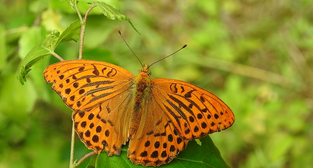 Dostojka malinowiec, perłowiec malinowiec (Argynnis paphia)