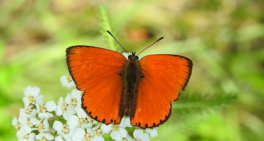 Czerwończyk dukacik (Lycaena virgaureae)